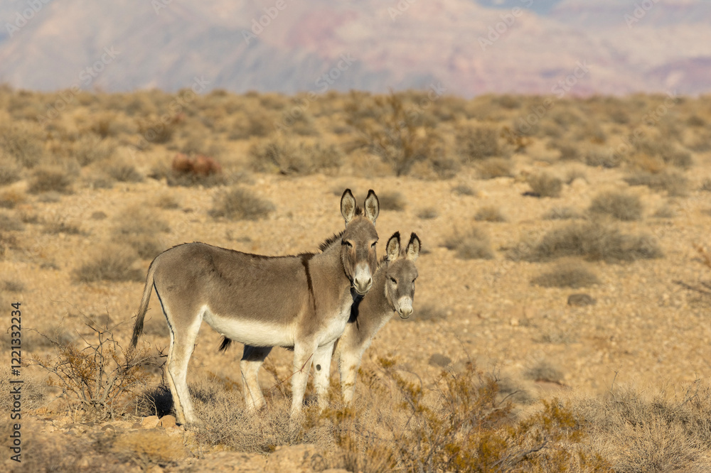 Wild Burros in the LAke Mead National Recreation Area in the Nevada Desert Wild Burros in the LAke Mead National Recreation Area in the Nevada Desert