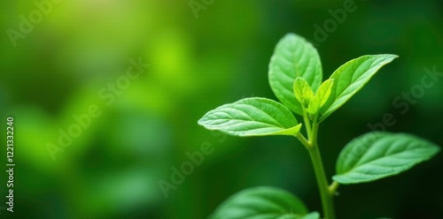 Wallpaper Mural Glandularia bipinnatifida leaves and stems on a plant stem, garden, herb, vegetation Torontodigital.ca