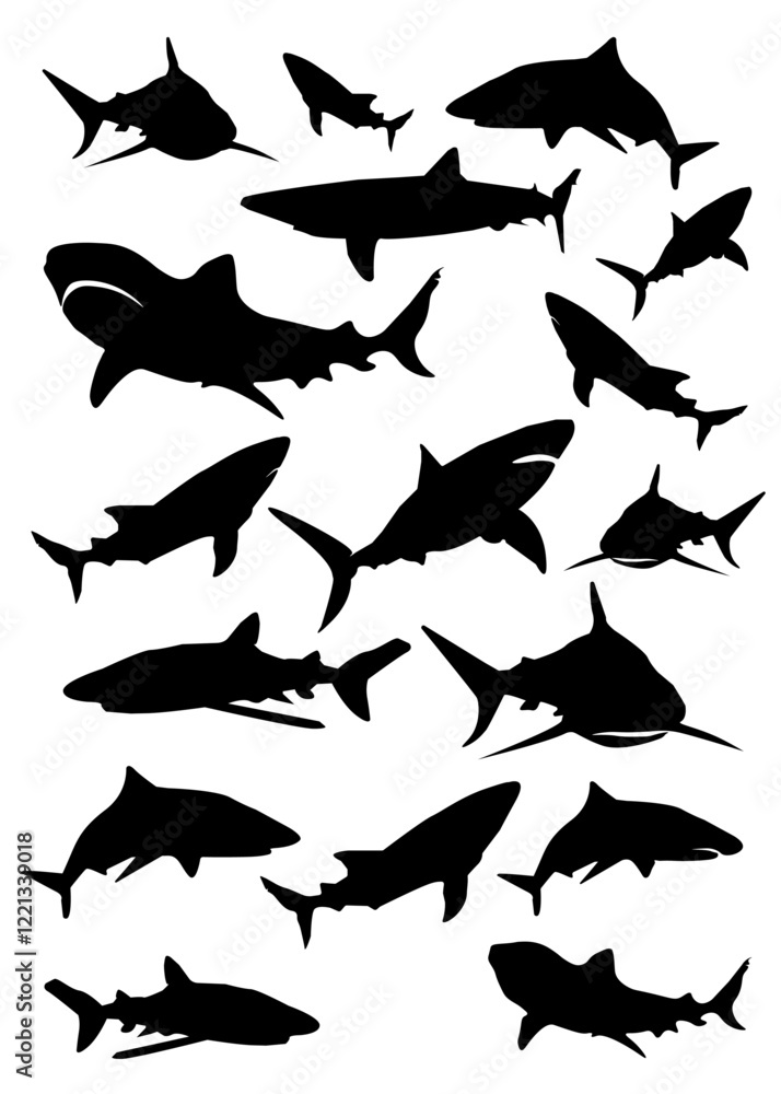 Shark Shark