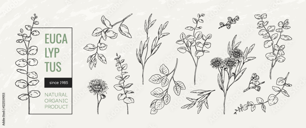 Eucalyptus logo. Flower plant, floral herb and minimal branch leaf, hand drawn wedding frame elements. Decorative branches, vintage botanical rustic garden, summer vector linear design