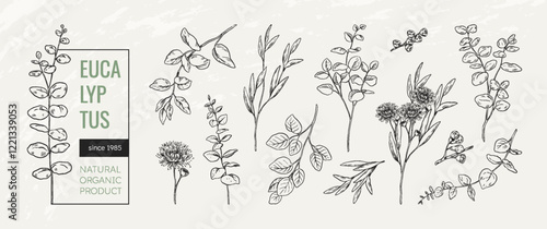 Eucalyptus logo. Flower plant, floral herb and minimal branch leaf, hand drawn wedding frame elements. Decorative branches, vintage botanical rustic garden, summer vector linear design