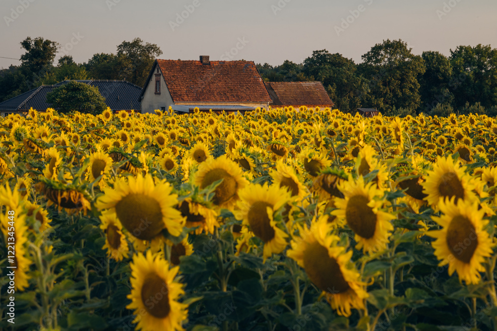 Sunflowers in Opole Voivodeship glowing under the warm hues of a setting sun, with a serene rural landscape in the background, capturing the charm of summer evenings in Poland.