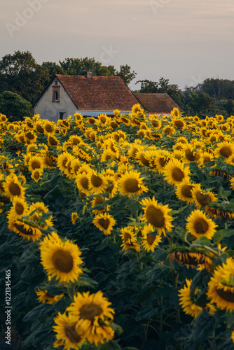 Obraz na płótnie Sunflowers in Opole Voivodeship glowing under the warm hues of a setting sun, with a serene rural landscape in the background, capturing the charm of summer evenings in Poland. w salonie