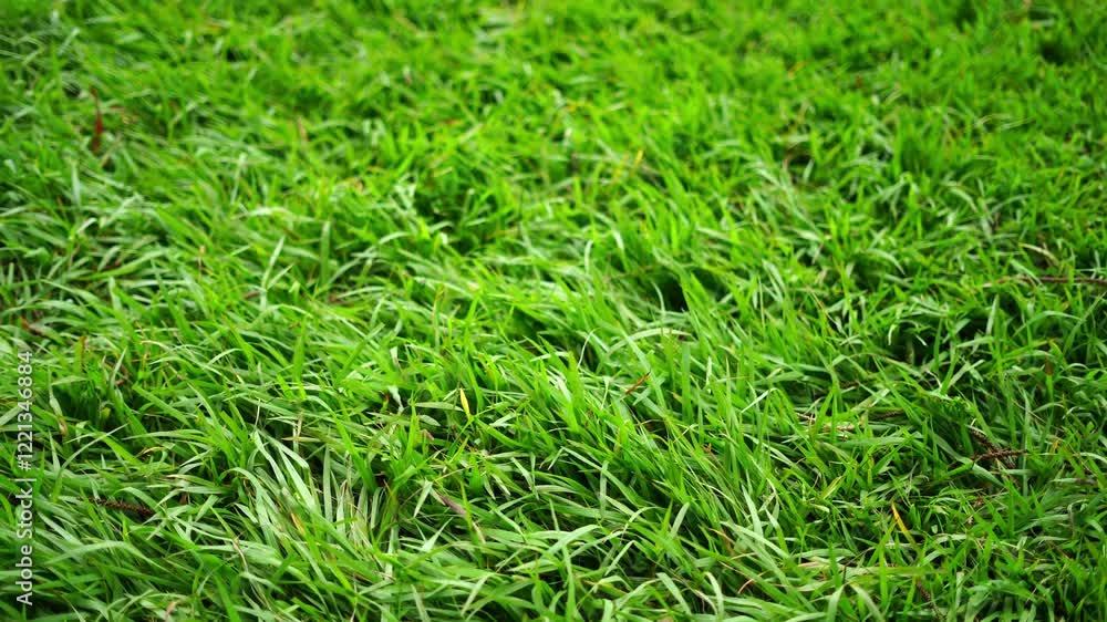 green grass ground video clip background. 4k green grass ground video clip background. 4k