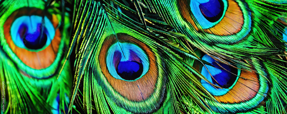 Fototapeta premium Colorful peacock feathers showcasing vibrant patterns in natural sunlight during a sunny afternoon