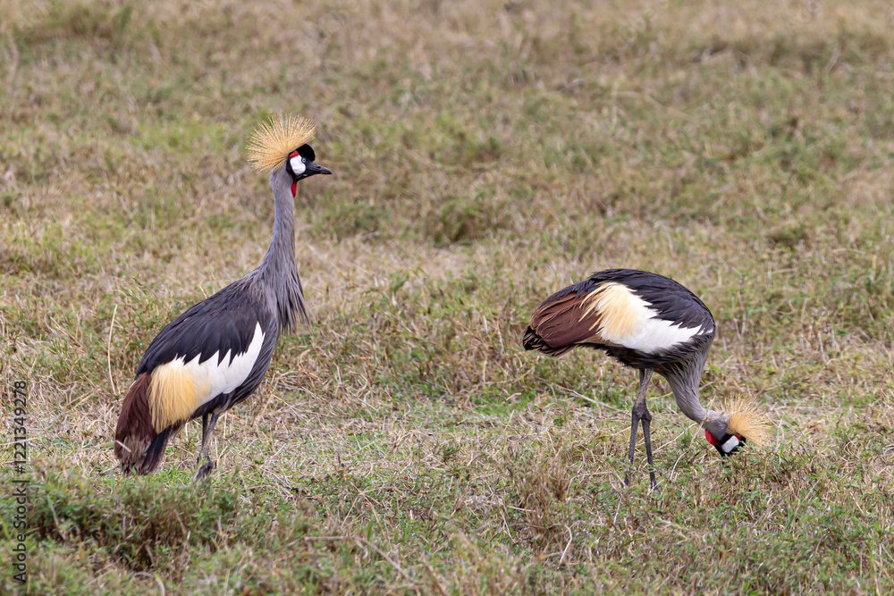 Fototapeta premium Two Grey crowned crane (Balearica regulorum) foraging in grassland in Ngorongoro Conservation Area in Tanzania, East Africa