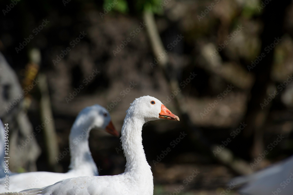 Domestic goose on a meadow in a farm, Sardinia, Italy Domestic goose on a meadow in a farm, Sardinia, Italy