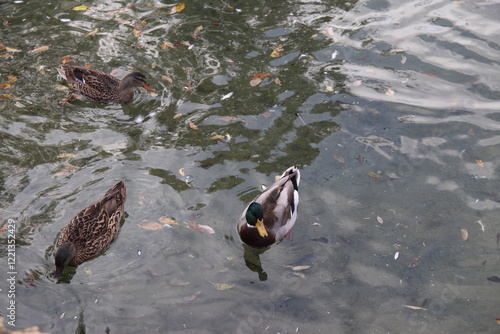 Swans, ducks, and geese on the pond feasting on breadcrumbs at the dam in a city park	 photo