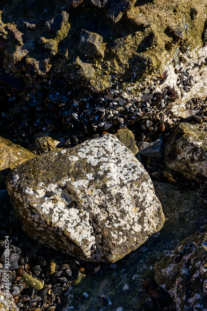 Strong water surge in the Black Sea, coastal mussels - Mytilus galloprovincialis were above the water level, the death of mollusks in the air Strong water surge in the Black Sea, coastal mussels - Mytilus galloprovincialis were above the water level, the death of mollusks in the air