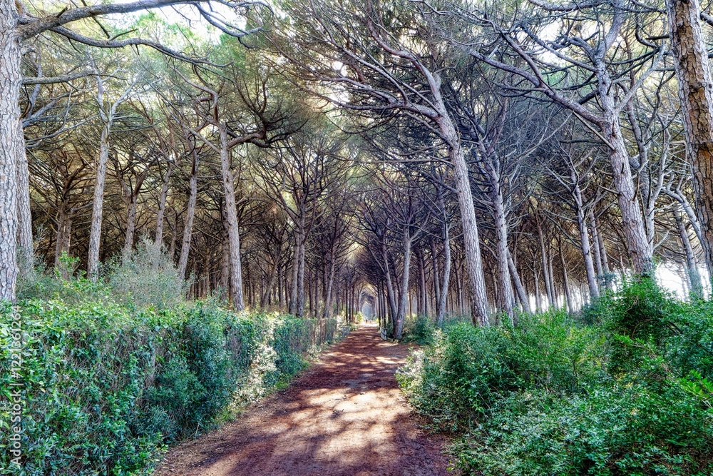 Φωτογραφία Panorama on a path inside the natural park of the tombolo of Cecina Marina di Ce