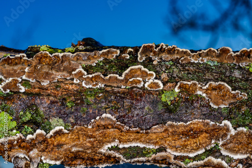 Cylindrobasidium evolvens, saprotrophic crust fungus on a rotten tree branch, Ukraine photo