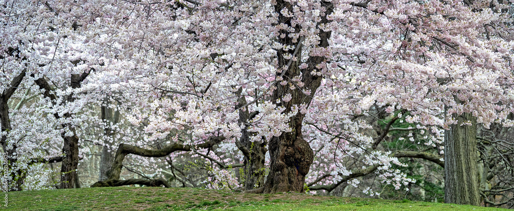 Central Park in spring