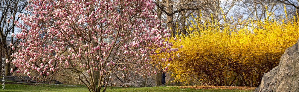 Magnolia tree in bloom in early spring