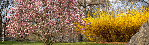 Obraz na płótnie Magnolia tree in bloom in early spring w salonie