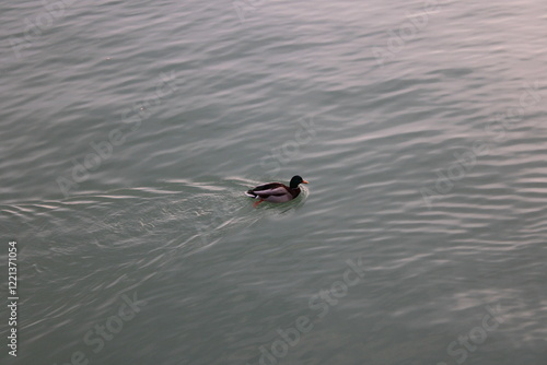 duck swimming in the water