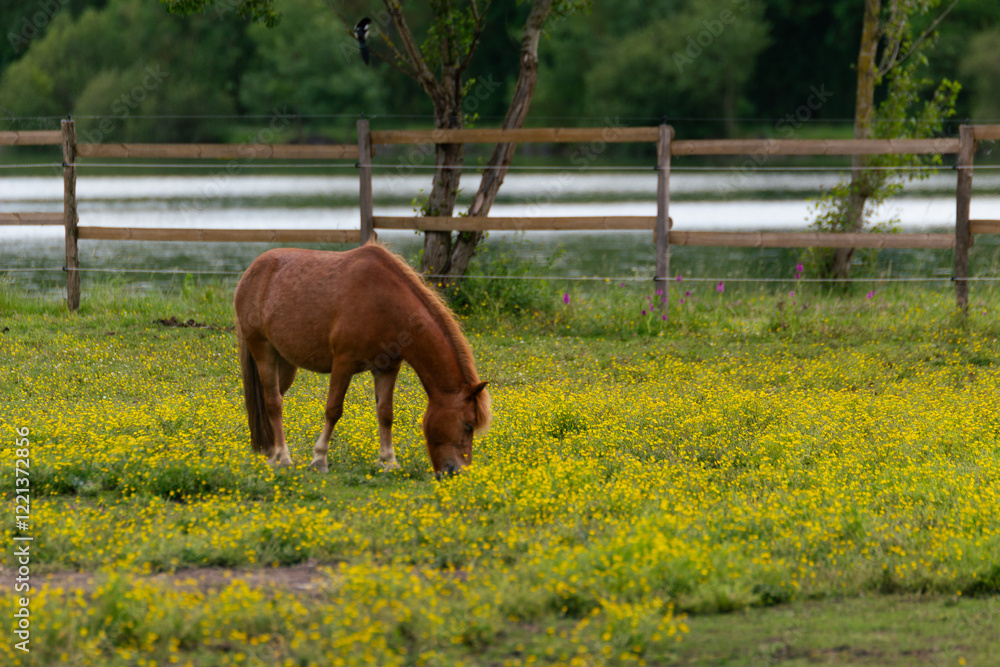Naklejka premium horse in the field