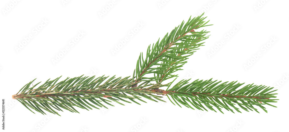 Christmas tree branch isolated on white background. Christmas tree branch isolated on white background.