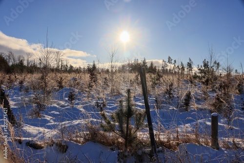 Winter Forest