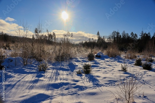 Sunny winter forest
