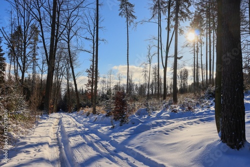 Sunny winter forest