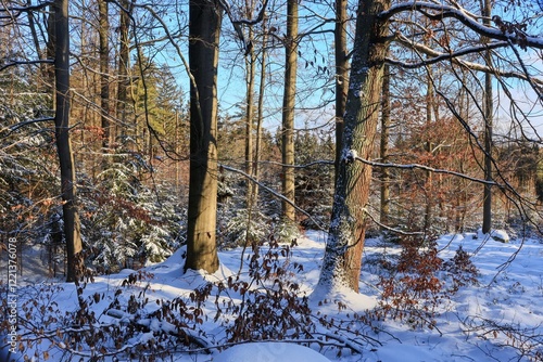 The tranquility of the winter forest