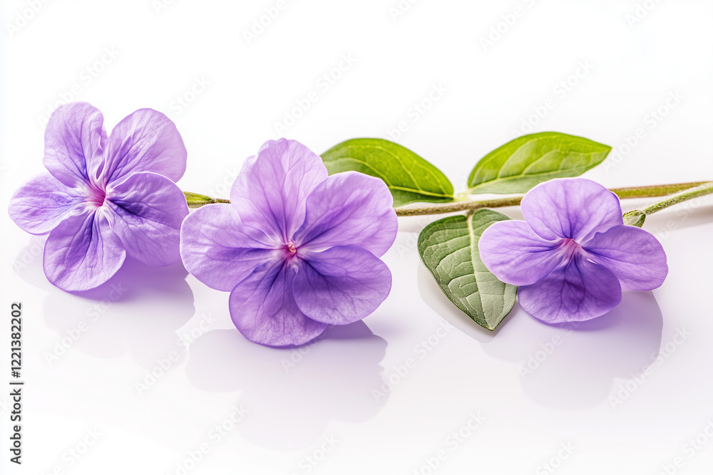 Obraz premium purple flower isolated on white background