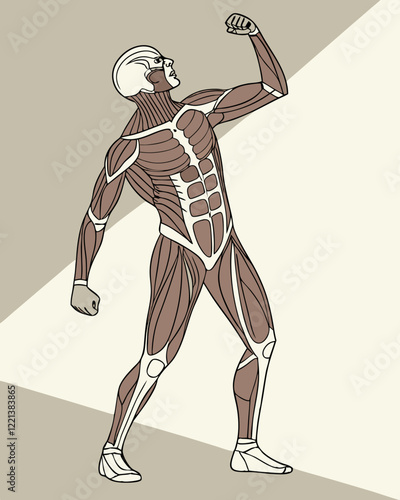 human musculature vector illustration