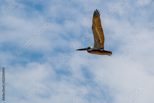 Brown Pelican in flight (Pelecanus occidentalis)