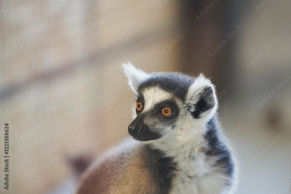 Obraz premium Portrait of ring-tailed lemur (Lemur catta)