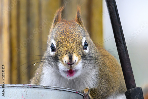 A small cute Red Squirrel feeds on grape jelly this cold winter day in Windsor in Upstate NY.   photo