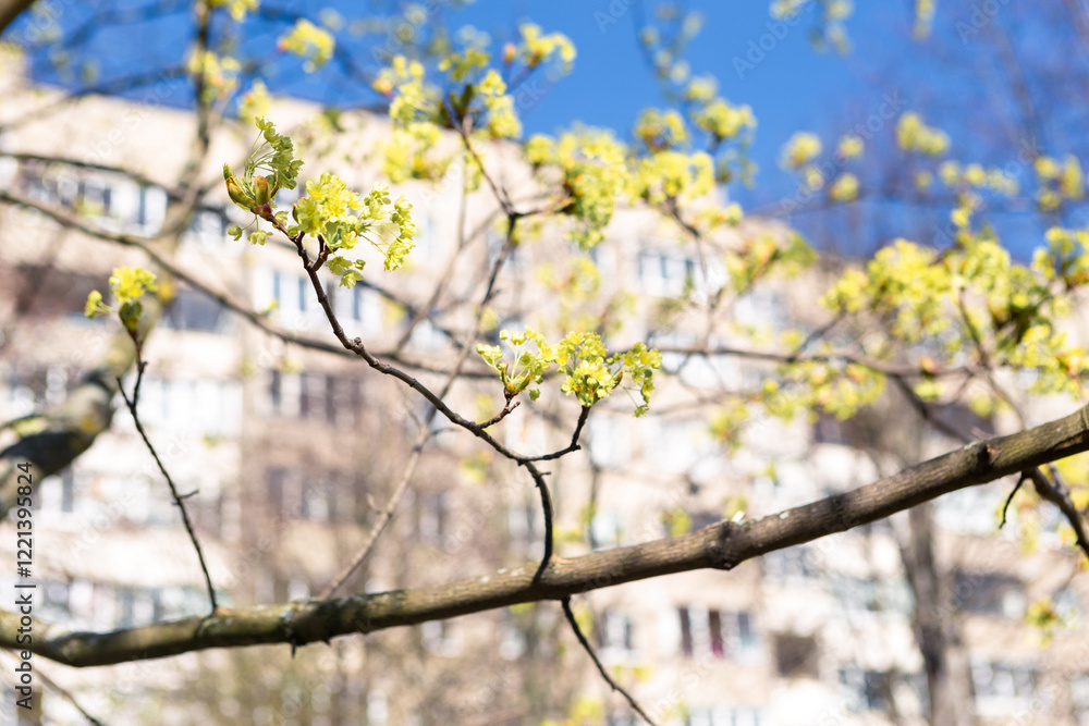 Young blooming linden flowers against bright blue sky. Beautiful early spring background Young blooming linden flowers against bright blue sky. Beautiful early spring background