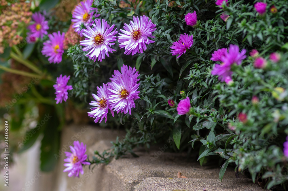 Symphyotrichum novi-belgii Almira blue flowering plant, beautiful summer autumn rich petal flowers in bloom