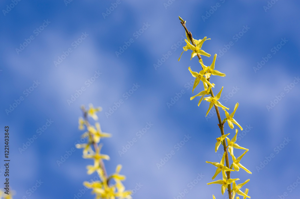 Forsythia intermedia yellow flowering plant, ornamental flowers in bloom, beautiful springtime shrub full of flowers