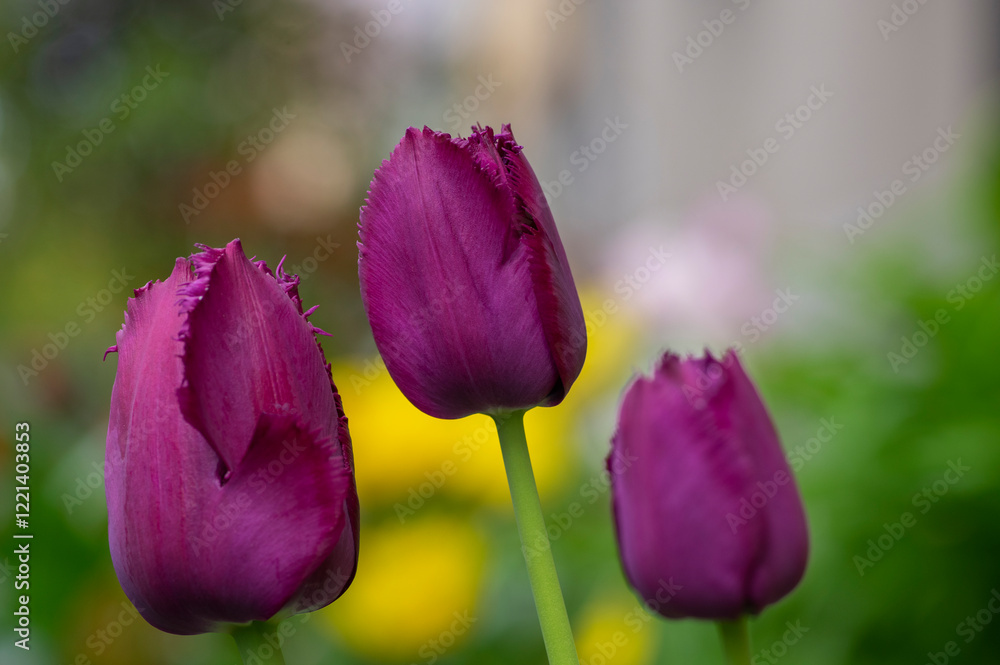 Dark purple red fringed crispa Curly Sue tulips in bloom, beautiful ornamental tulip flowers in bloom
