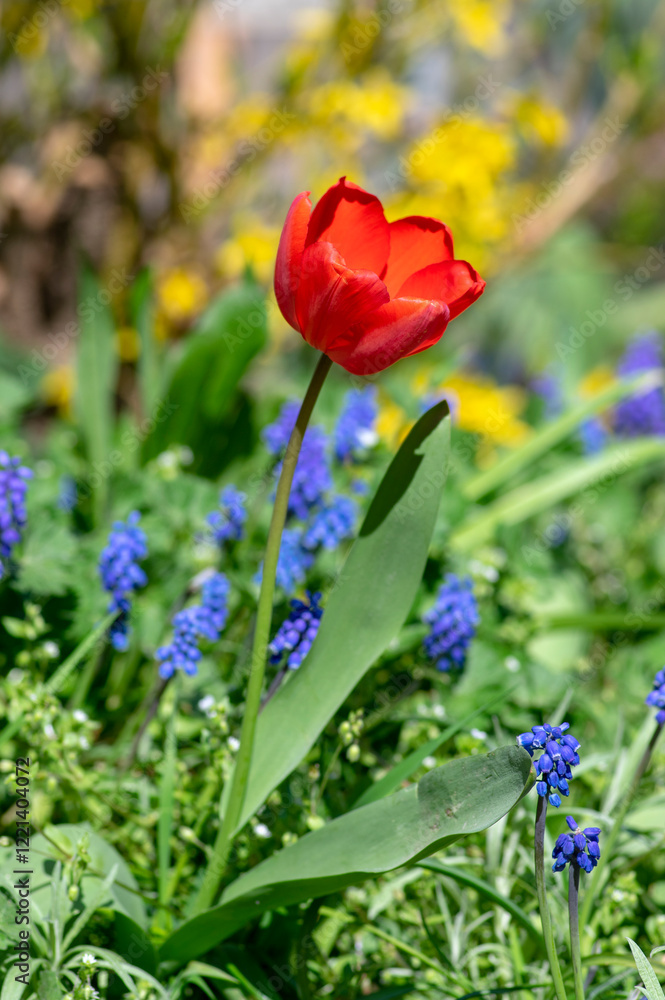 Bright red color country Darwin tulip and blue Muscari in bloom, springtime flowering plants in the ornamental garden