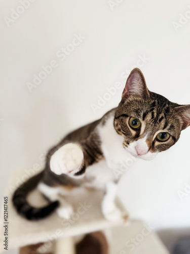 A close-up of an ordinary domestic cat with a calm and curious expression. Short fur, neutral background, and natural lighting. Ideal for themes of pets, animals, and everyday life photo