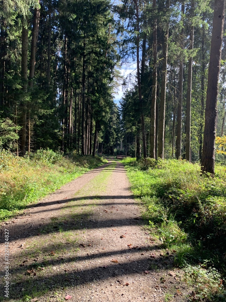 Fototapeta premium path in the forest