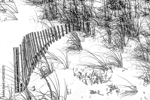 Line drawing like image of a beach dune and a fence with vegetation among white sand.
