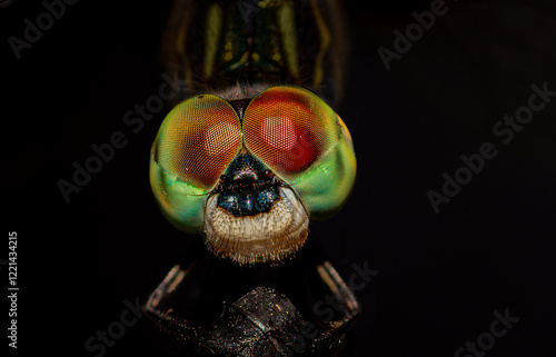 Closeup of a Dragon Fly head