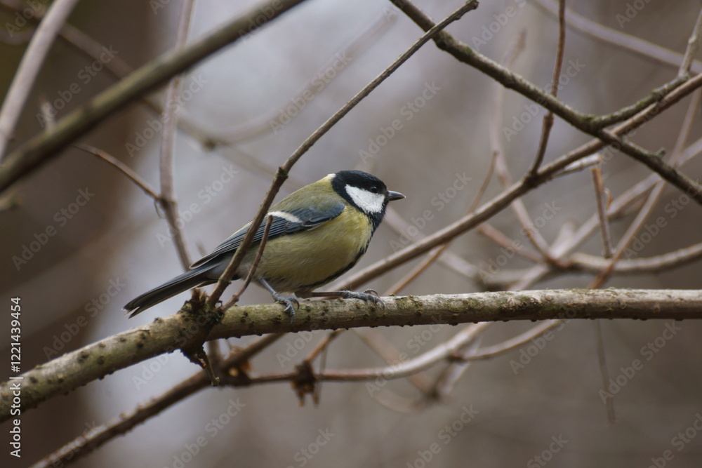 titmouse in the winter in the forest titmouse in the winter in the forest