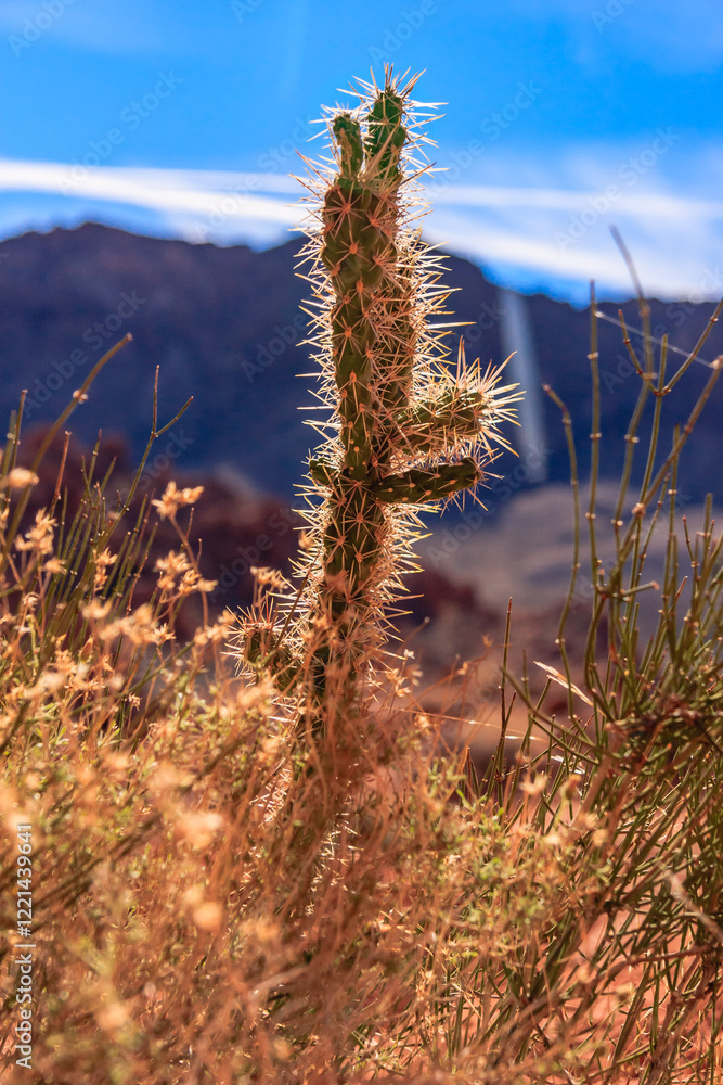 Fototapeta premium The Valley of Fire