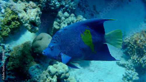 Yellowbar angelfish or yellowblotch angelfish (Pomacanthus maculosus) undersea, Red Sea, Egypt, Sharm El Sheikh, Montazah Bay photo