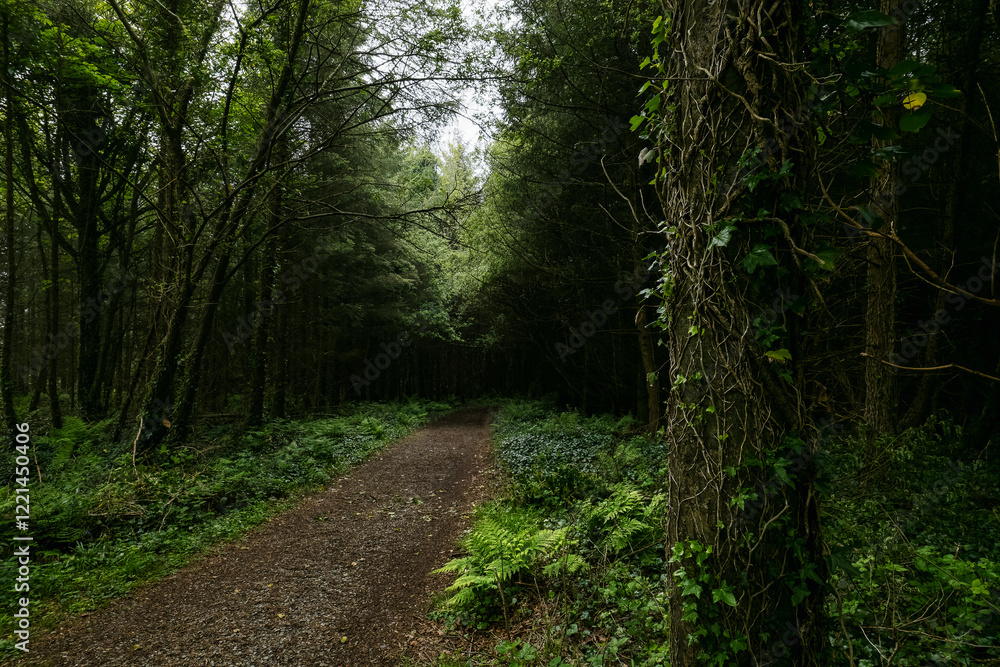 Fototapeta premium A tranquil forest path meanders through tall trees, surrounded by lush greenery and ferns. The atmosphere is calm, inviting nature lovers to explore.