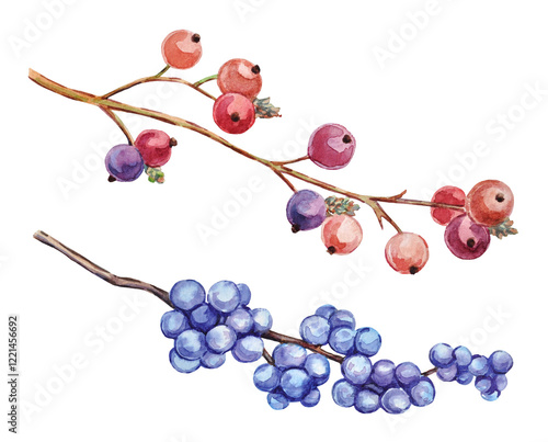Watercolor hand-painted illustrations of a red berry branch, and a blue berry branch on a transparent background.