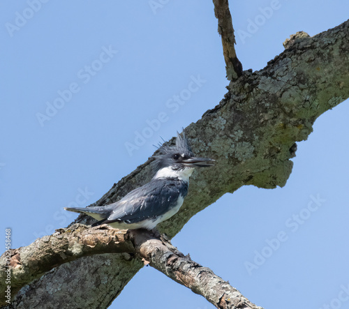 Belted Kingfisher bird in a tree in profile view  with blue sky above in Ontario photo