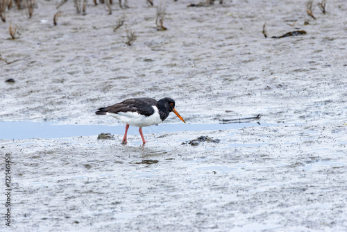 European Oystercatcher (Haematopus ostralegus), commonly seen on coasts like Bull Island, Dublin photo