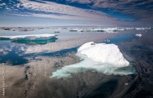 Polar bear resting on floating sea ice. The Melville Bay, in the far north of West Greenland