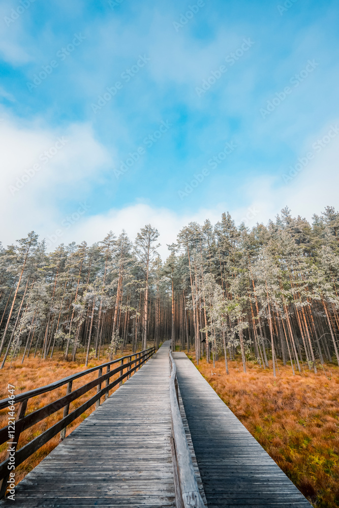 A wooden walking misty path in Bor na Czerwonem nature reserve in Nowy Targ in Poland A wooden walking misty path in Bor na Czerwonem nature reserve in Nowy Targ in Poland