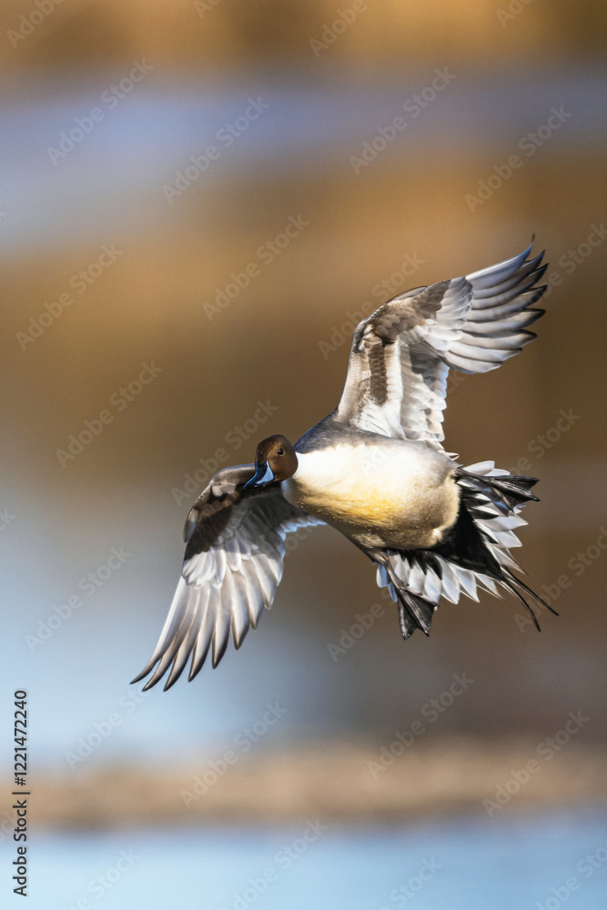 Northern Pintail, Anas acuta, male in flight over winter marshes