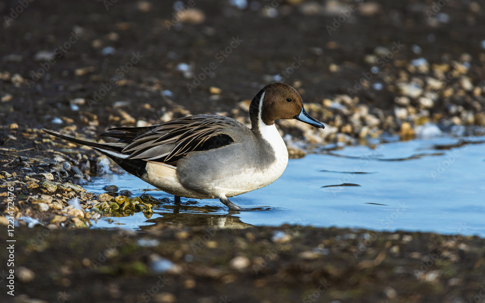 Northern Pintail, Anas acuta at winter in Slimbridge, England